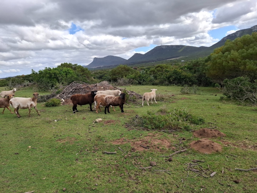 4 Bedroom Property for Sale in Albertinia Western Cape
